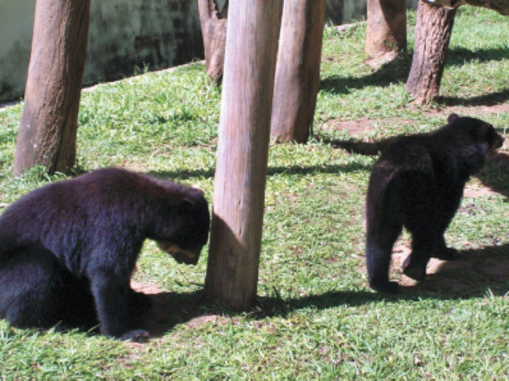 Balas e pirulitos não são comida de urso!