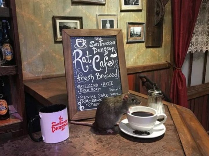 Rat Cafe: que tal tomar um café acompanhado por ratos?