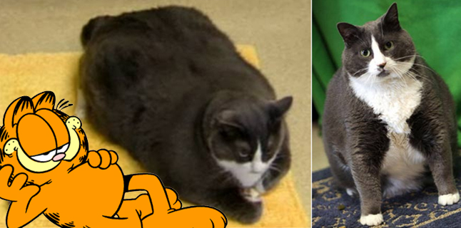 Você adotaria um “gatinho” de 13kg?
