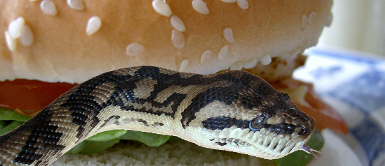 Você comeria hambúguer de carne cobra?