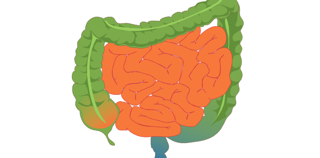 Hormônio do intestino ajuda a reduzir apetite