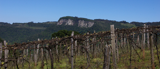 Gordices na Serra Gaúcha